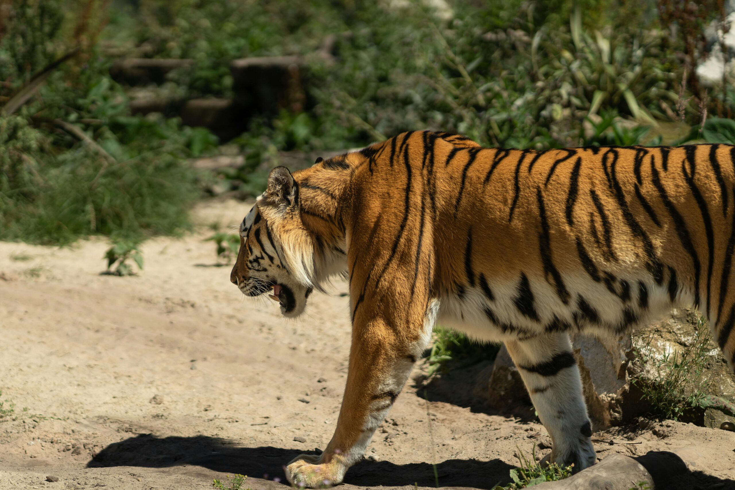 Sundarban