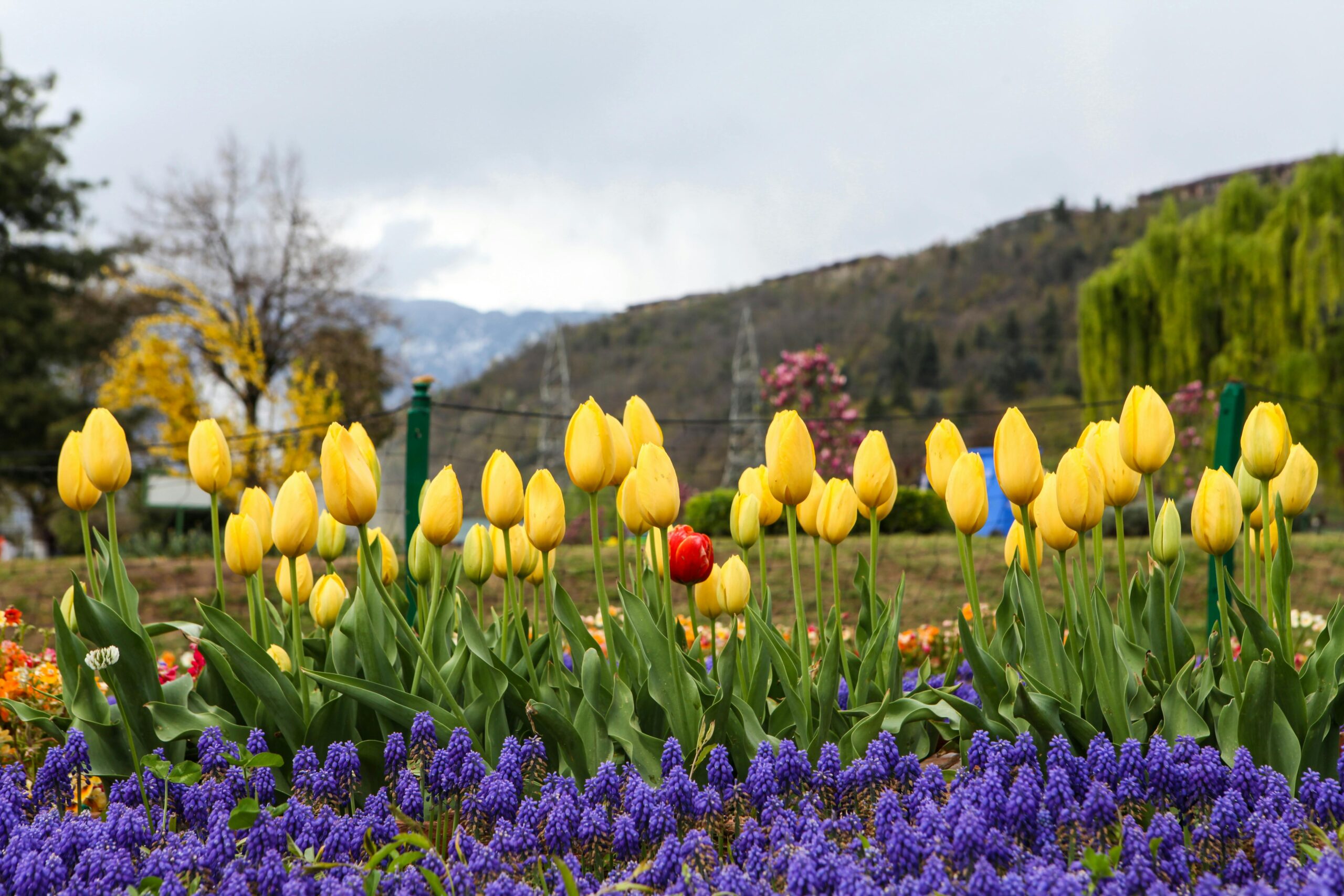 Tulip with Offbeat Kashmir