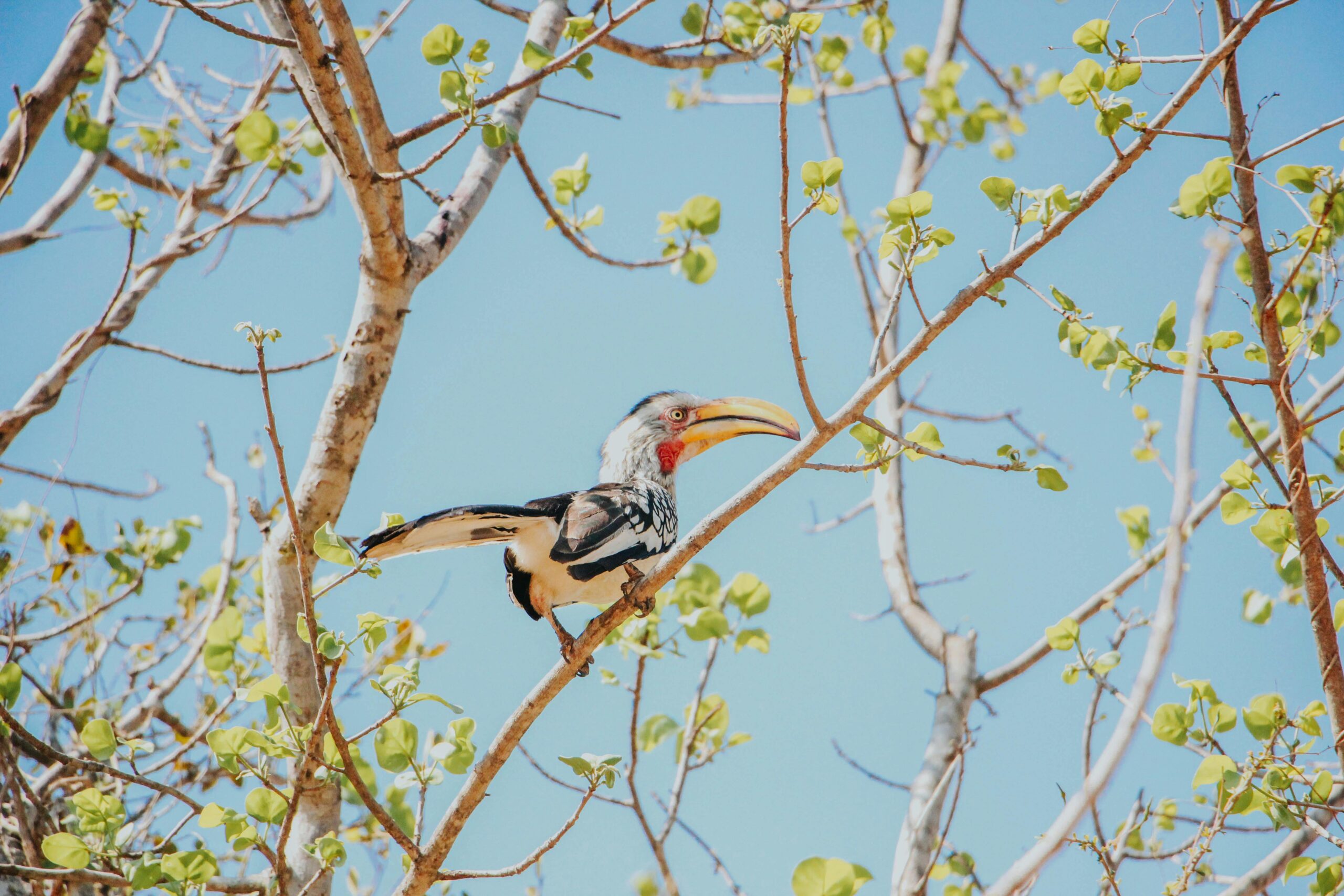 Hornbill Festival 